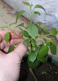 Capsicum eximium